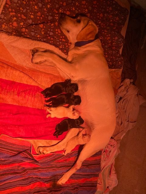 Naissance de 6 petits labradors